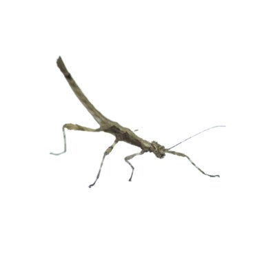 Borneo Thorny Stick Insect